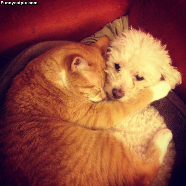 Cuddled Up Together