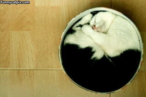 Curled Into A Ball