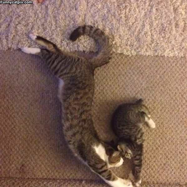 Curled Up Together