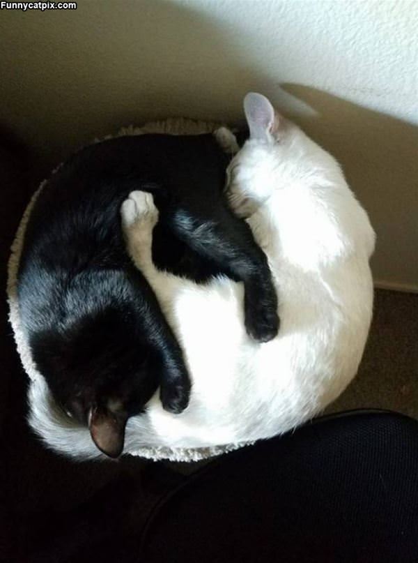 Curled Up Together