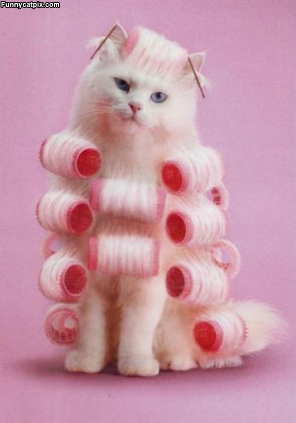 Curlers