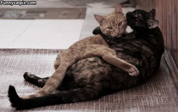 Cute Cat Hug