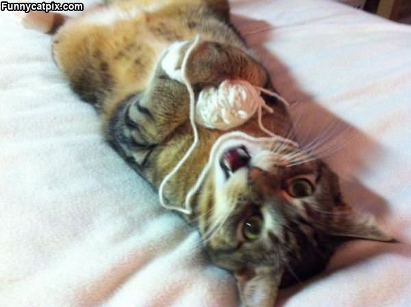 Cute Cat Playing With Yarn