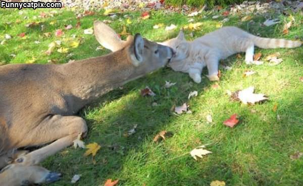 Cute Deer Kisses