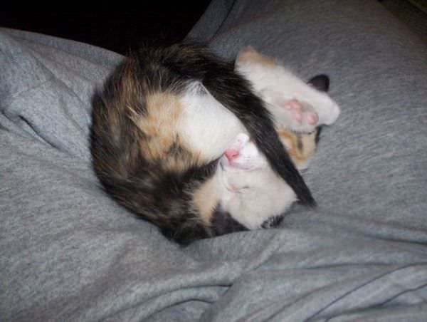 Cute Kitten Nap