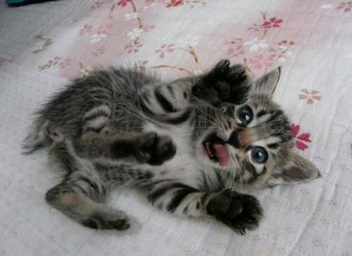 Cute Kitten Playing Games