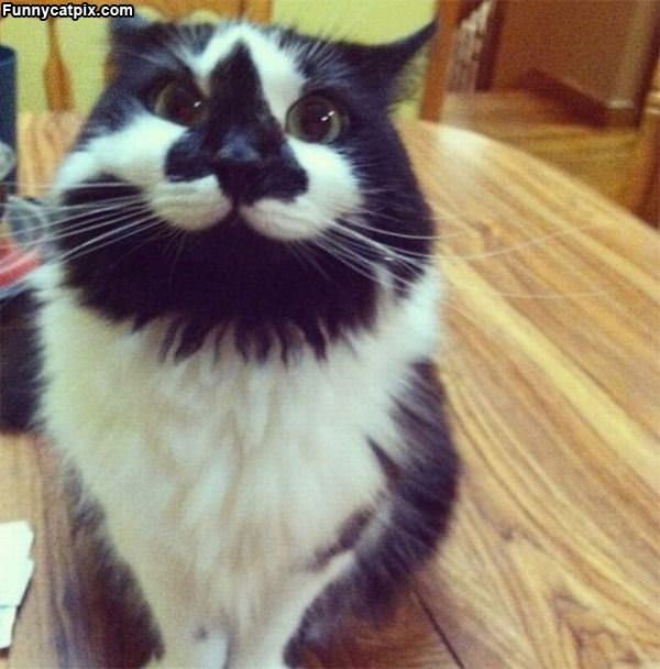 Cute Smiling Bearded Cat