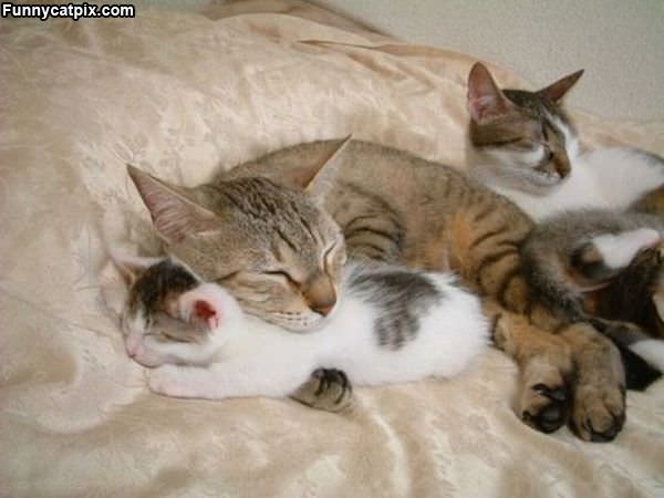 Cute Warm Kittens