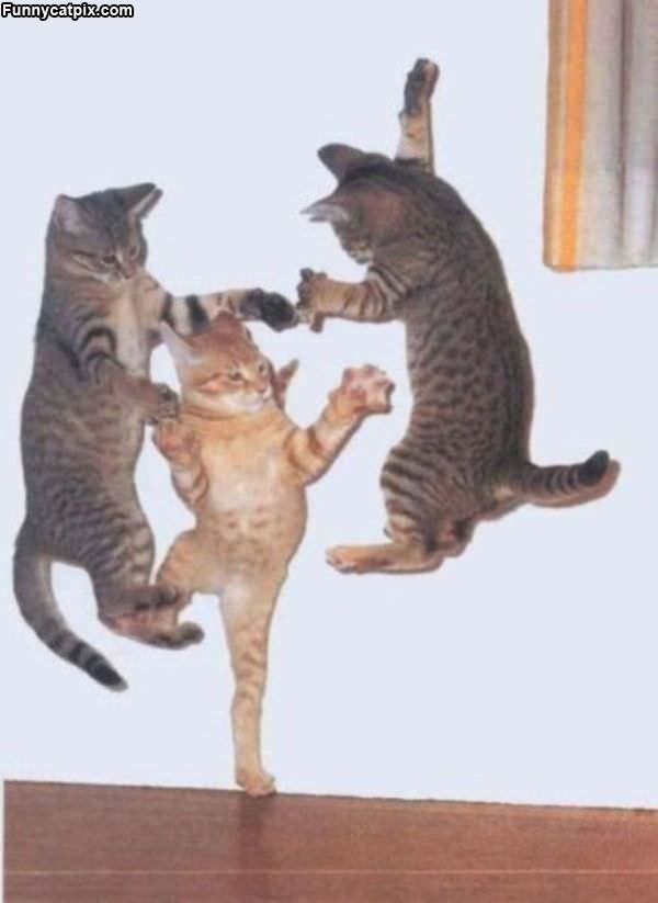 Dancing Cats Dancing