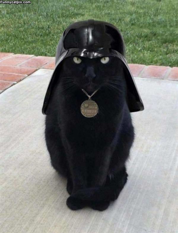 Darth Cat