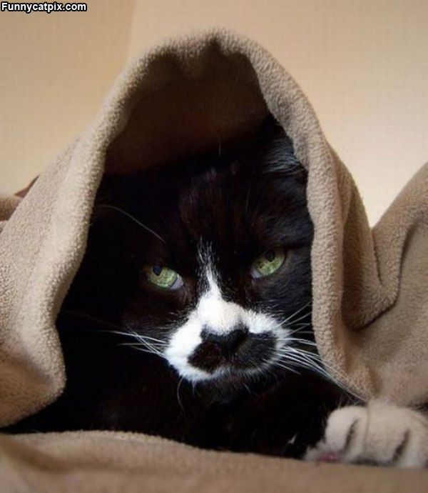 Darth Vader Cat