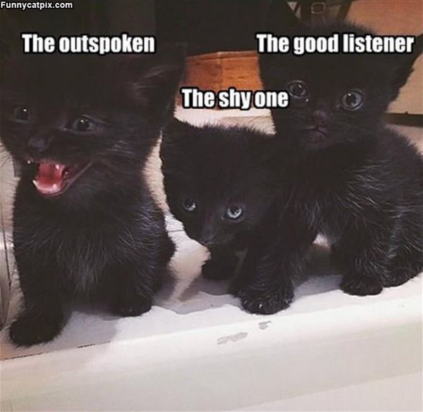 Different Kinds Of Kittens