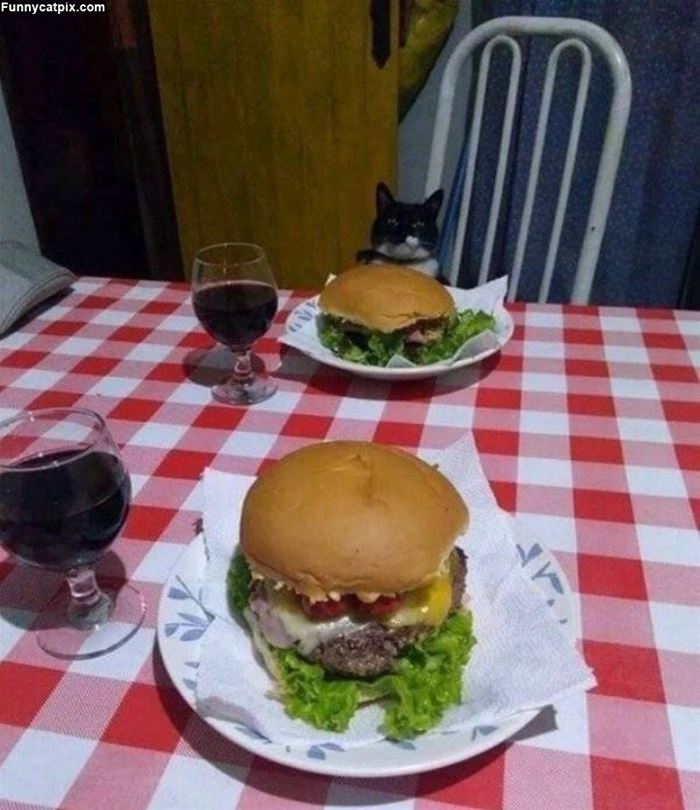 Dinner With A Kitty