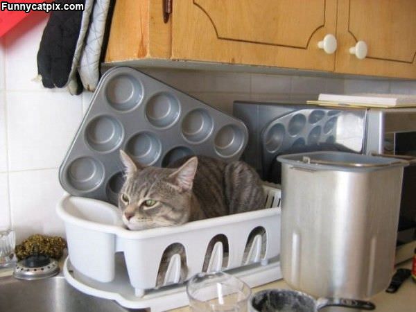 Dish Washer