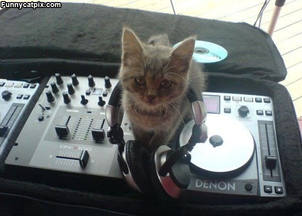 Dj Cat