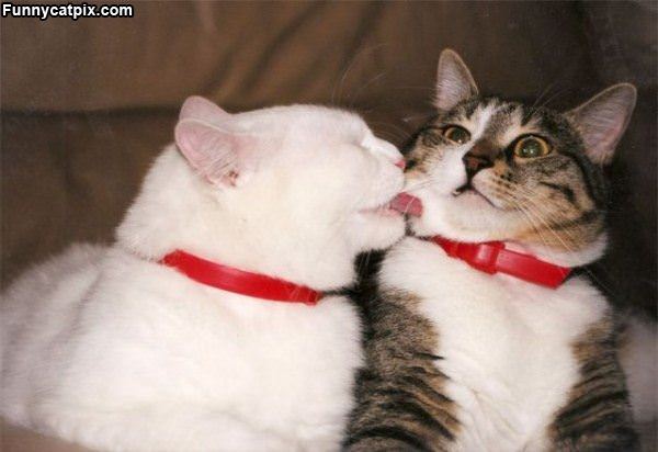 Do Not Kiss Me