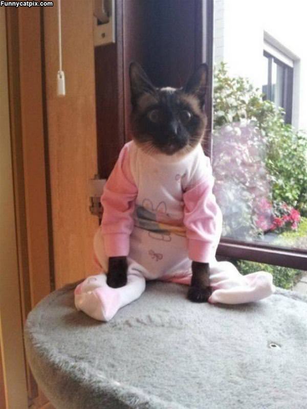 Do You Like My Onesie