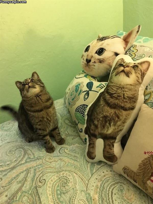 Do You Think This Is Funny