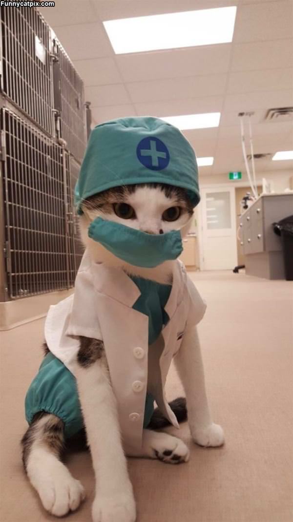 Doctor Cat