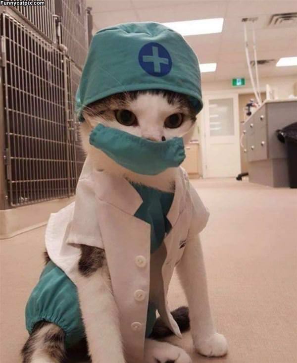 Doctor Cat