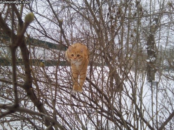 Doing Some Tree Climbing