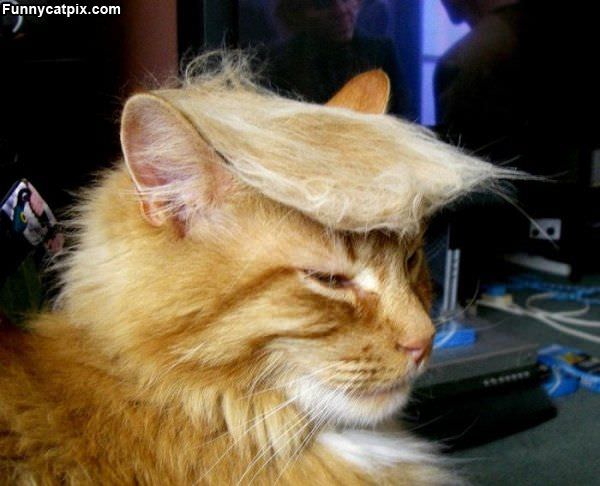 Donald Trump Cat