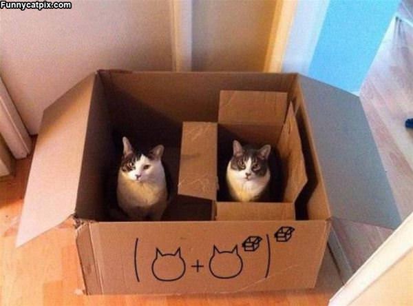 Double Box