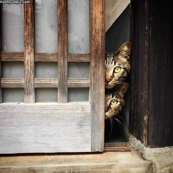 Double Stacking Cats