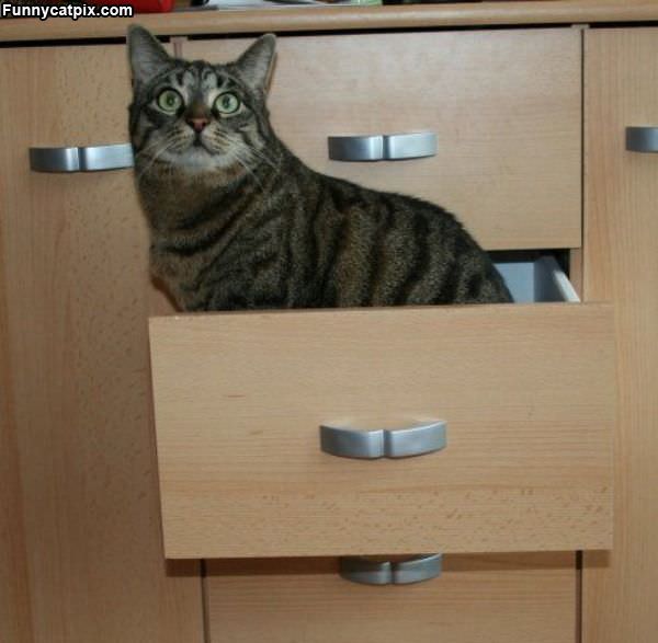 Drawer Cat