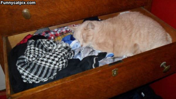 Drawer Cat