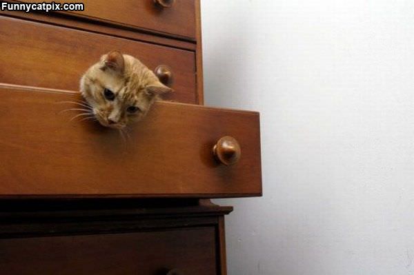 Drawer Cat