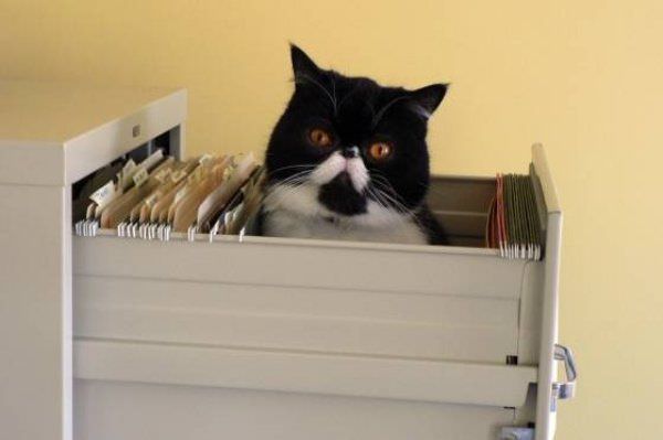 Drawer Of Cat