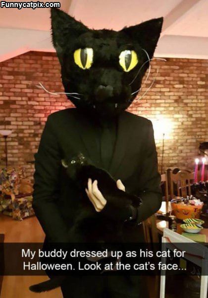 Dressed Up As A Cat