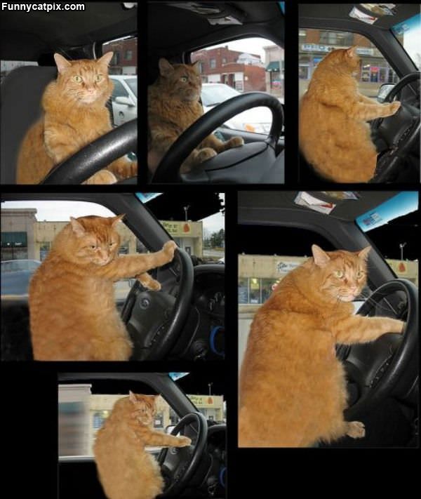 Driver Cat