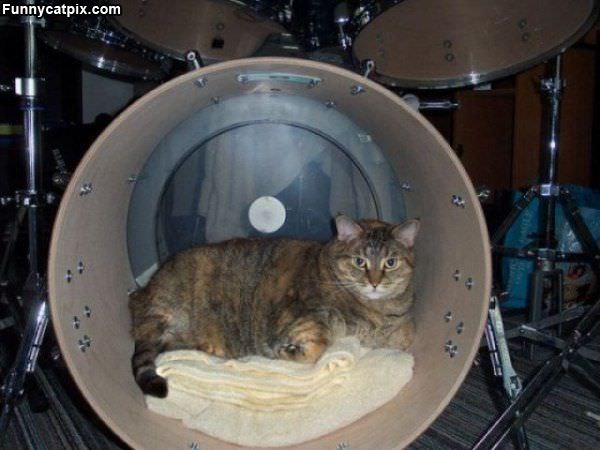 Drum Cat