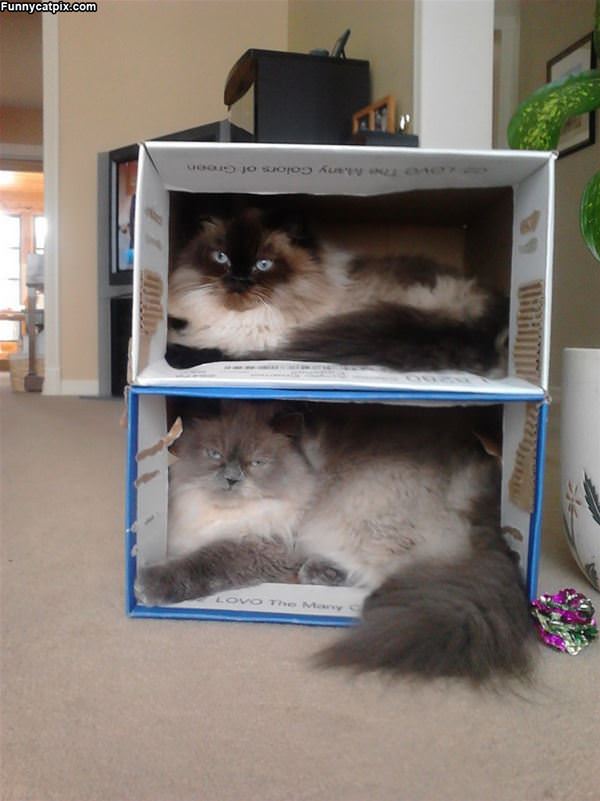 Dual Boxes