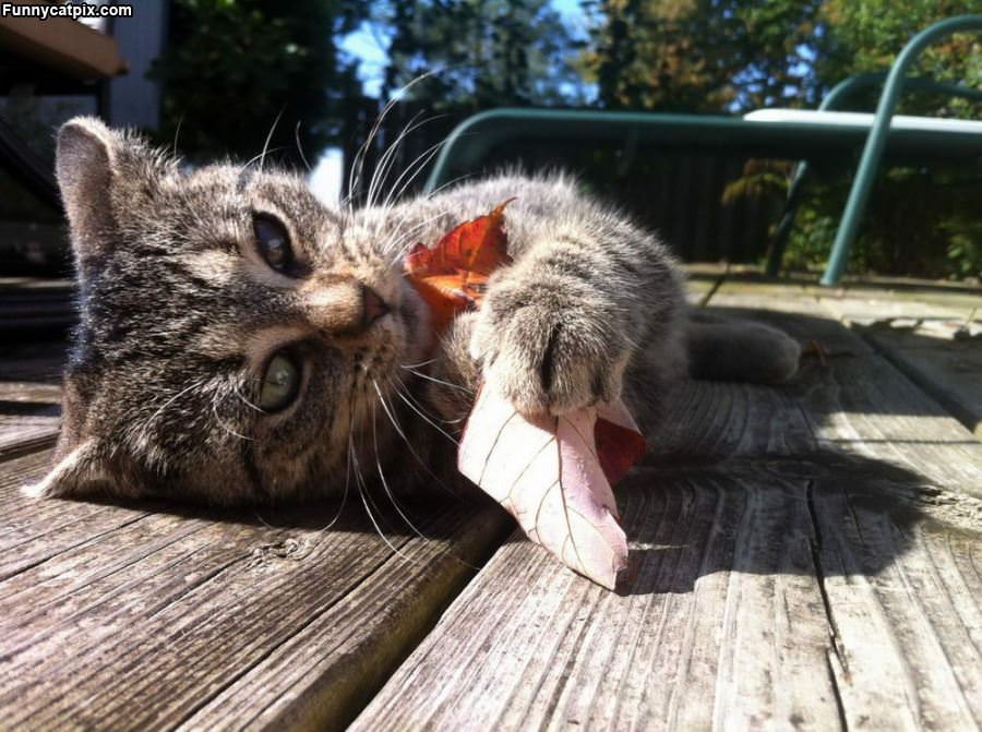 Eat A Leaf