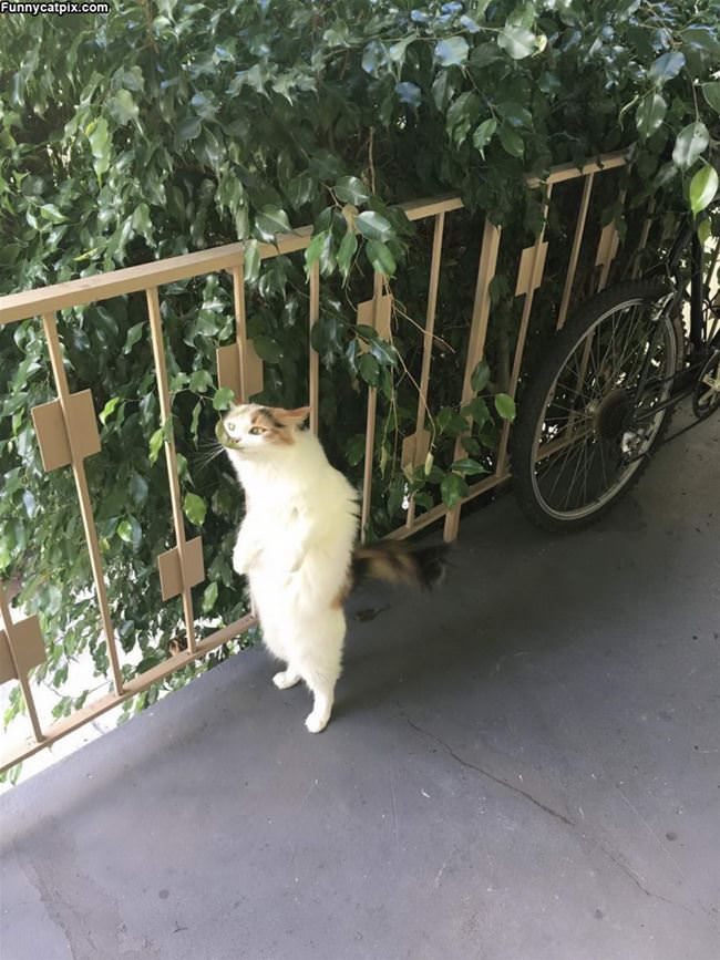 Eating The Leaf