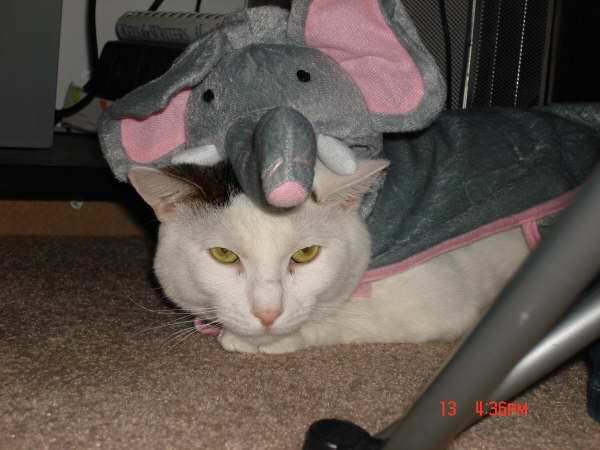 Elephant Head