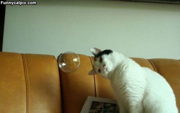 Excuse Me Bubble