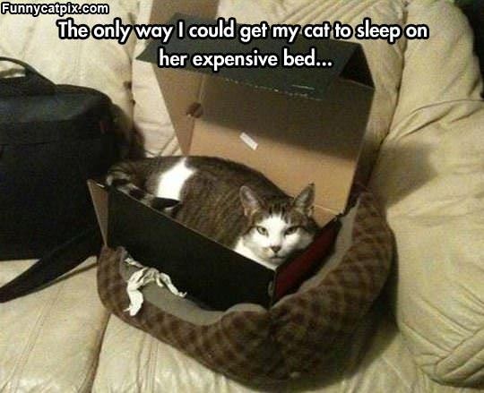 Expensive New Bed
