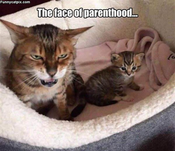 Face Of Parenthood