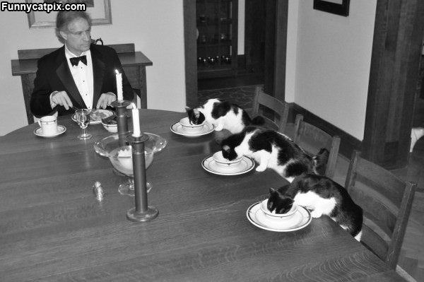 Fancy Feast