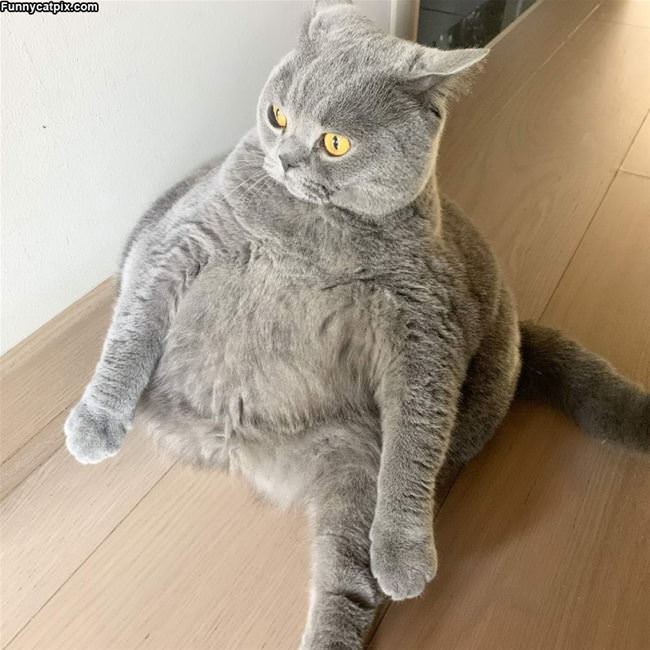 Fat Cat