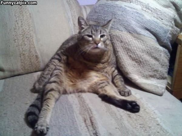 Fat Lazy Cat