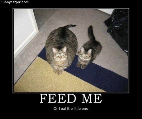 Feed Me