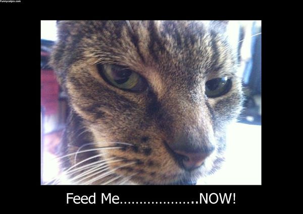 Feed Me Now