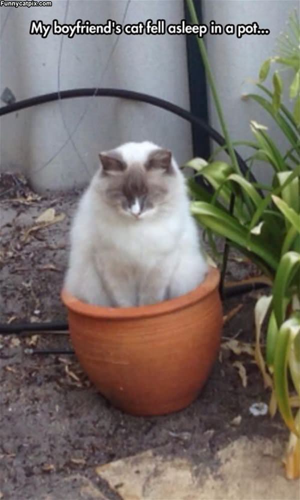 Fell Asleep In The Pot