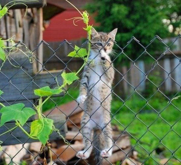 Fence Climber