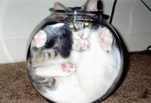 Fish-bowl-cat